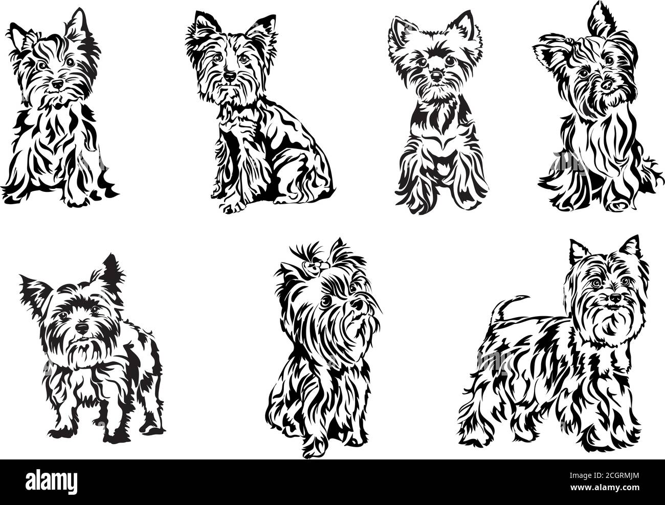 Yorkshire terrier, ritratto, grafica, vettore, disegno, decorativo, isolato, immagine, silhouette, look, occhi, capelli lunghi, domestico, animale, divertente Illustrazione Vettoriale