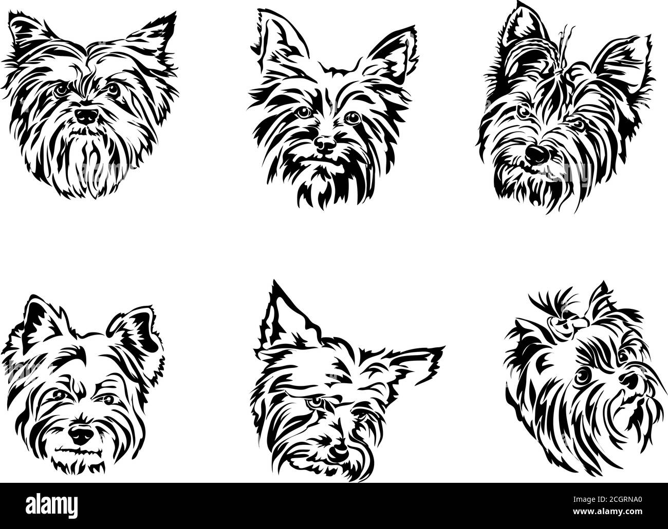 Yorkshire terrier, ritratto, grafica, vettore, disegno, decorativo, isolato, immagine, silhouette, look, occhi, capelli lunghi, domestico, animale, divertente Illustrazione Vettoriale