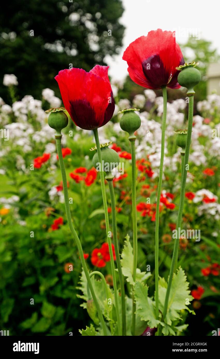 Due bellissimi tulipani rossi in piena fioritura con un luminoso giardino colorato sfondo Foto Stock