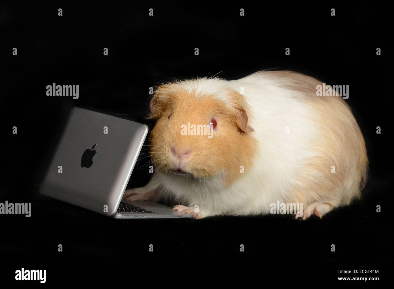 Guinea Pig lavorando su mac libro Foto Stock