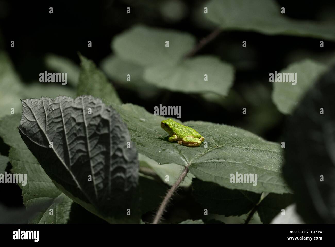 Immagine di Hyla versicolor, una piccola rana su una foglia di albero nel Maryland. Presa con un obiettivo macro al giorno. La rana riposava tranquillamente sulla foglia. Foto Stock