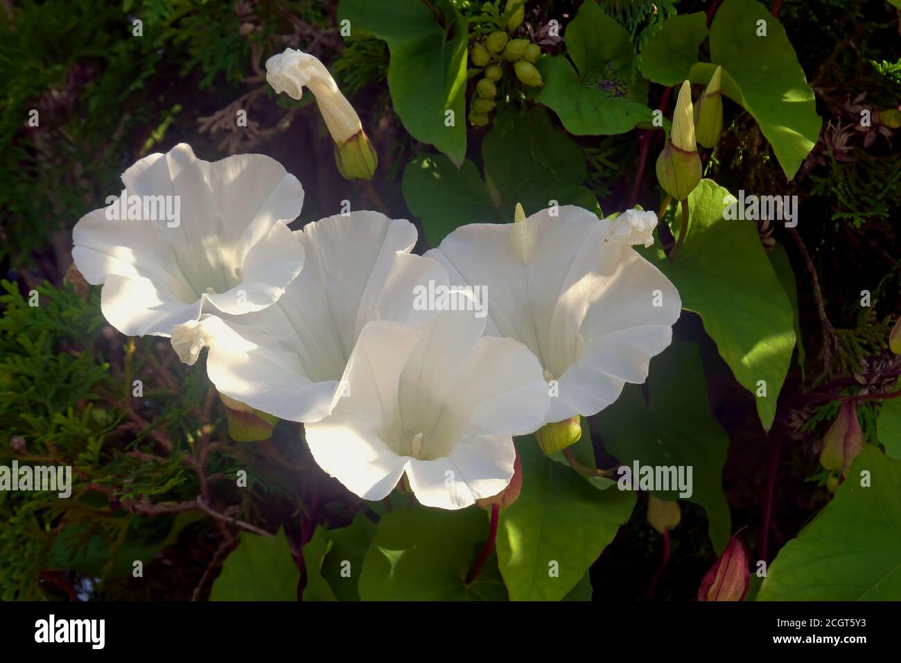 Un Hedge Bindweed o Wild Morning Glory (Calistegia sepium) che cresce in una siepe di cedro. Foto Stock