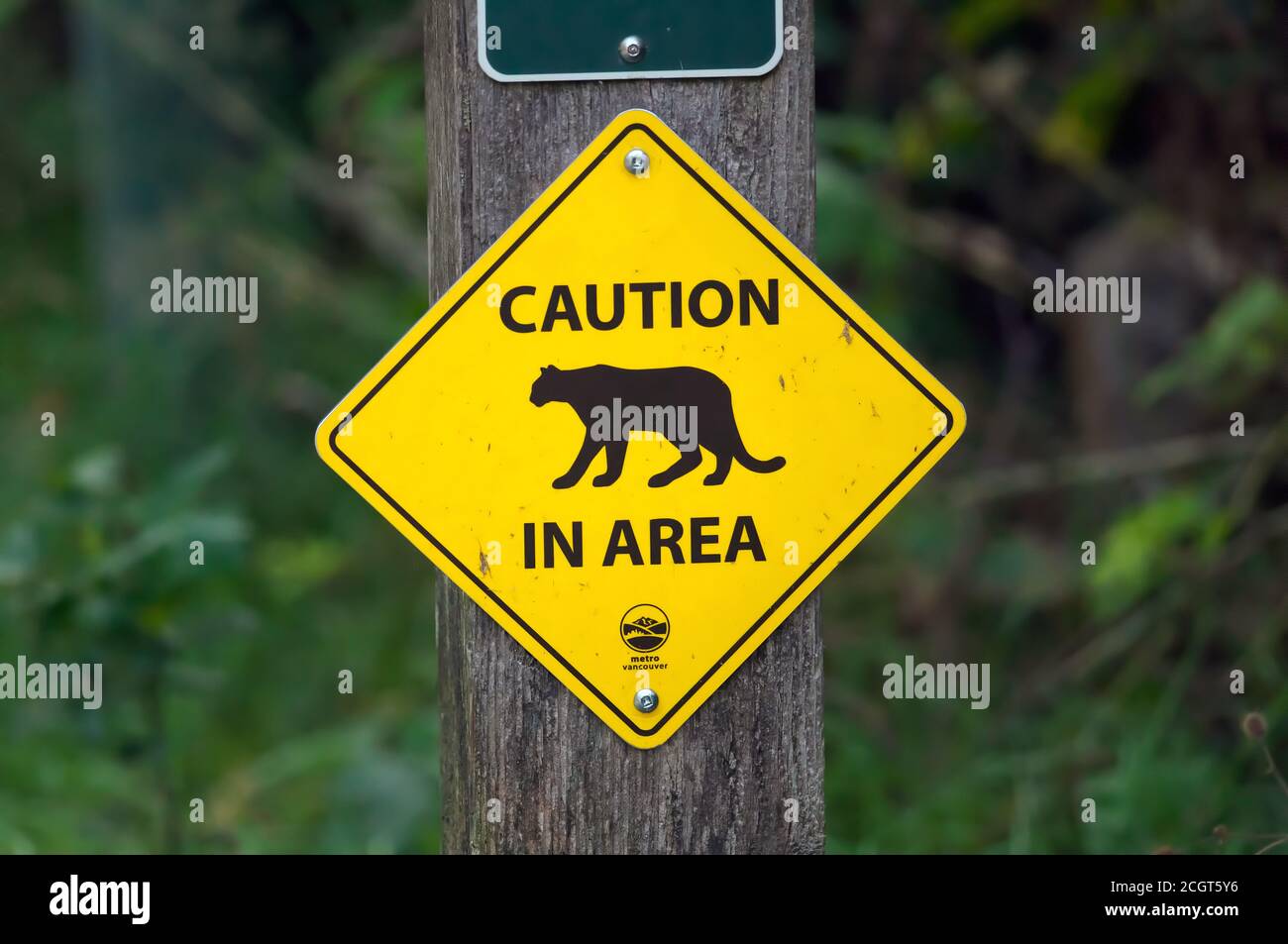 Cartello giallo di attenzione su un palo di legno che avverte di un cougar nella zona. Lungo un sentiero in un parco locale a Port Coquitlam, British Columbia, Canada Foto Stock