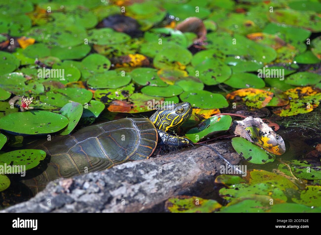 Una tartaruga dipinta dall'Occidente (Chrysopys pitta bellii) che poggia contro un tronco tra alcune coppe di giglio in un laghetto. Foto Stock