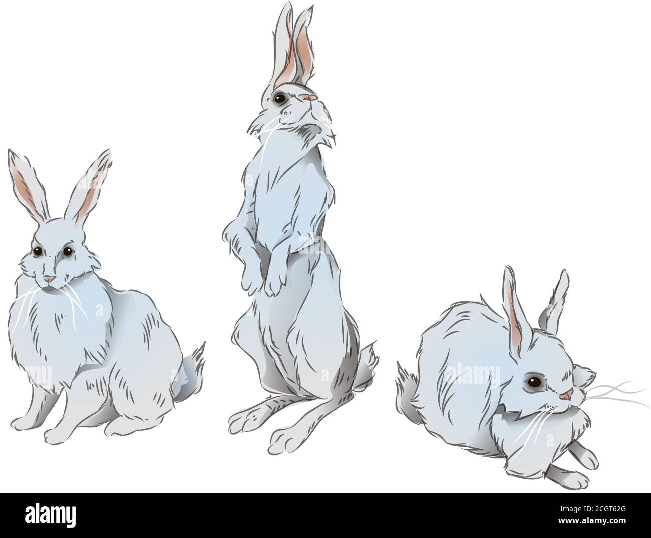 illustrazione l'arte di un disegno acquerello di tre conigli carini seduti su una superficie leggera morbida, disegnati a mano Illustrazione Vettoriale