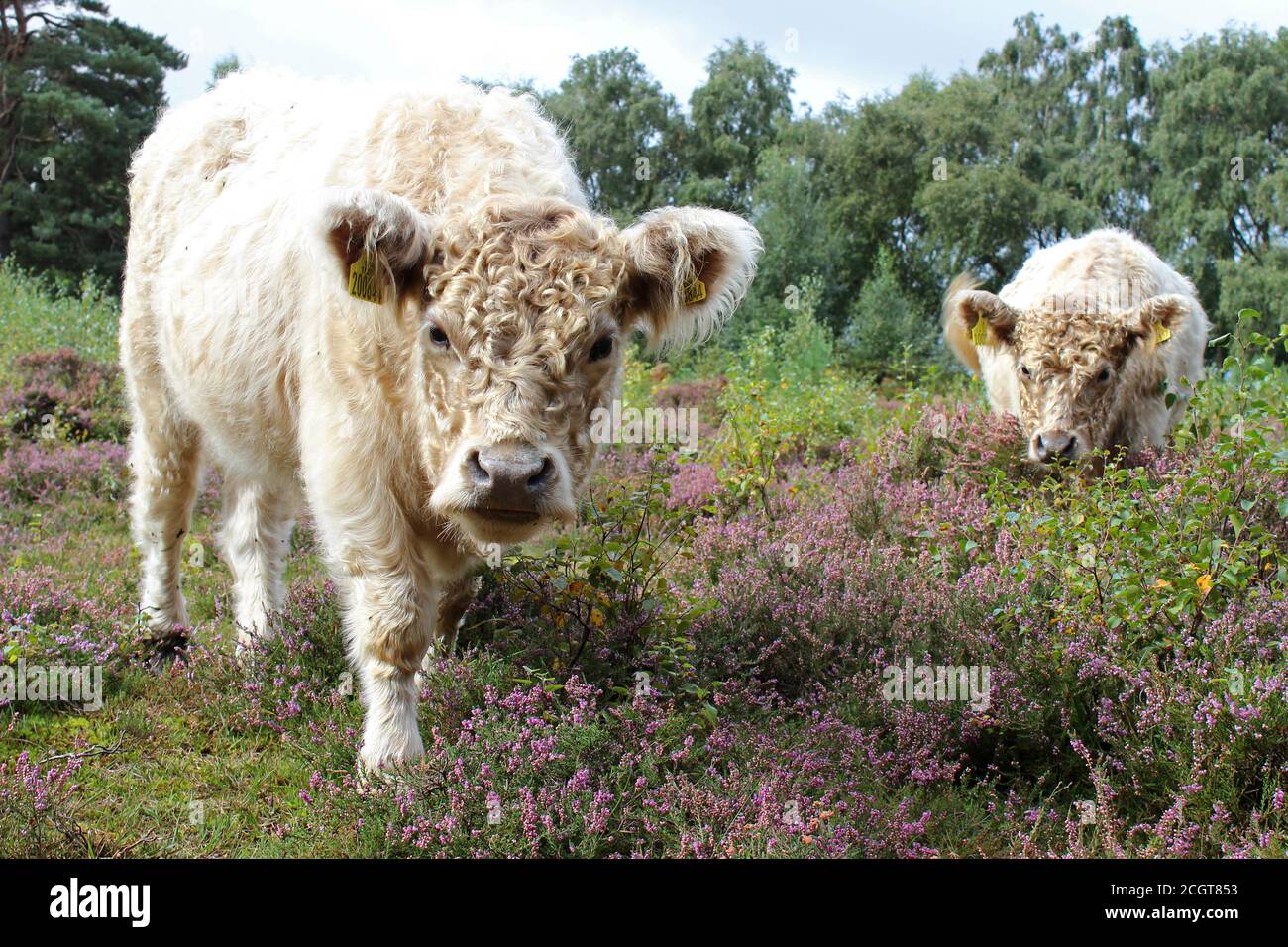 Bestiame Galloway parte del piano di gestione degli habitat presso la Riserva Naturale comune di Thurstaston del National Trust, Wirral, Regno Unito Foto Stock