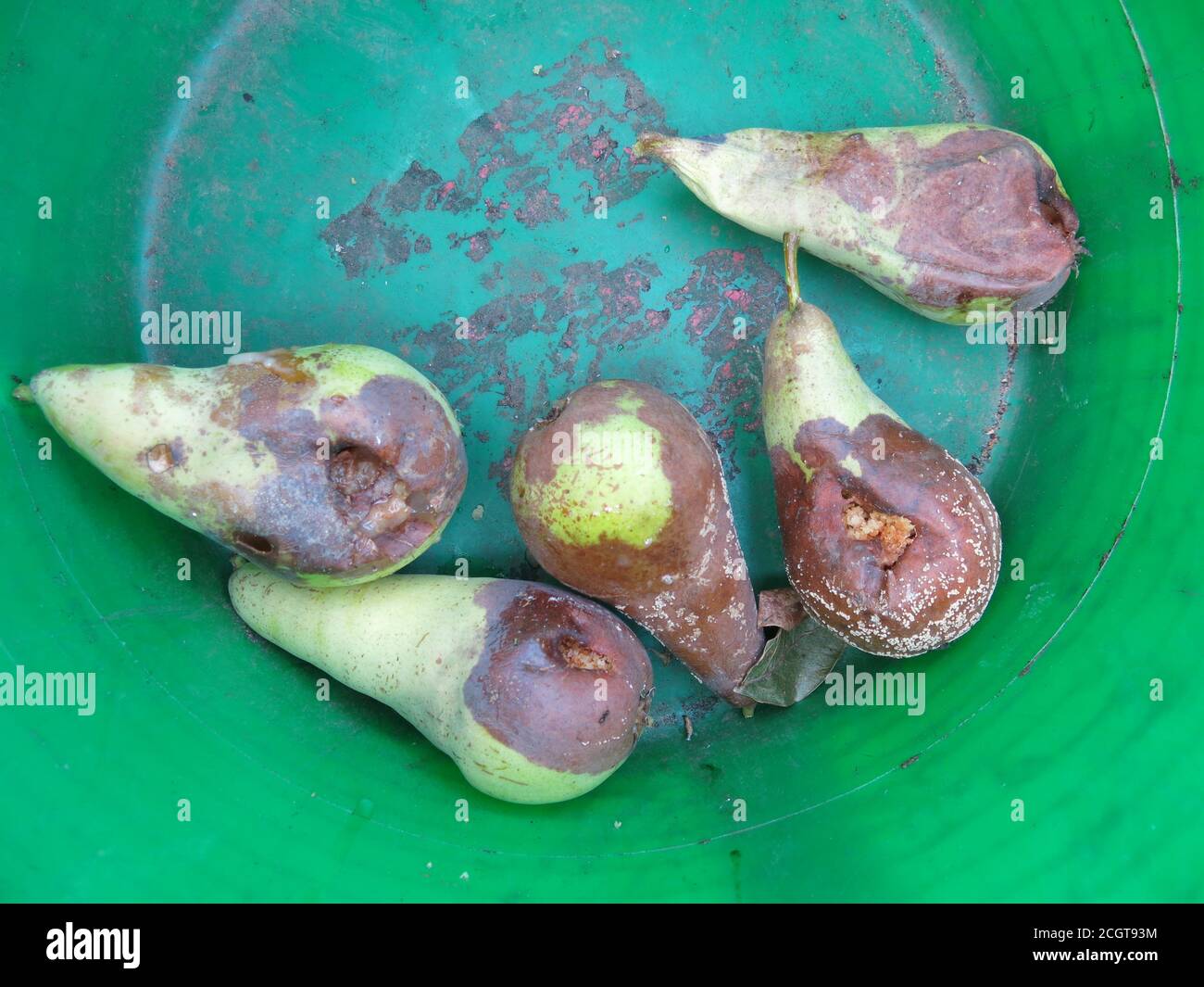 Le pere ammuffite con marciume bruno devono essere rimosse dall'albero di frutta per prevenire la diffusione di questa infezione fungina. Foto Stock
