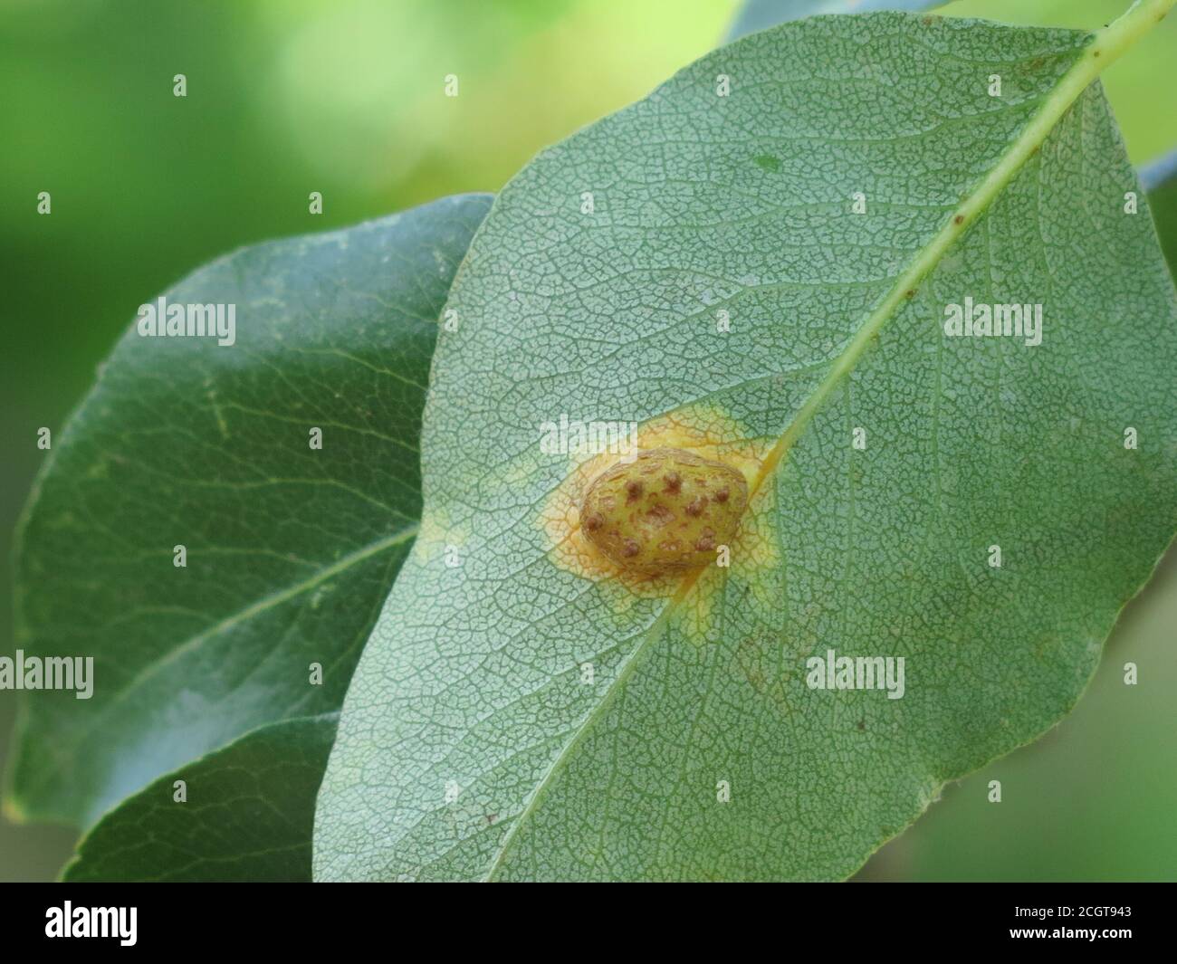 La ruggine europea delle pere è una malattia fungina degli alberi delle pere; questa foto mostra la crescita sul lato inferiore della foglia, la superficie superiore ha un punto arancione. Foto Stock