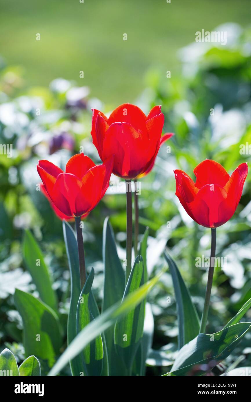 Mazzetto di tre tulipani rossi luminosi su un fondo verde verde verde di erba brillante. Foto Stock