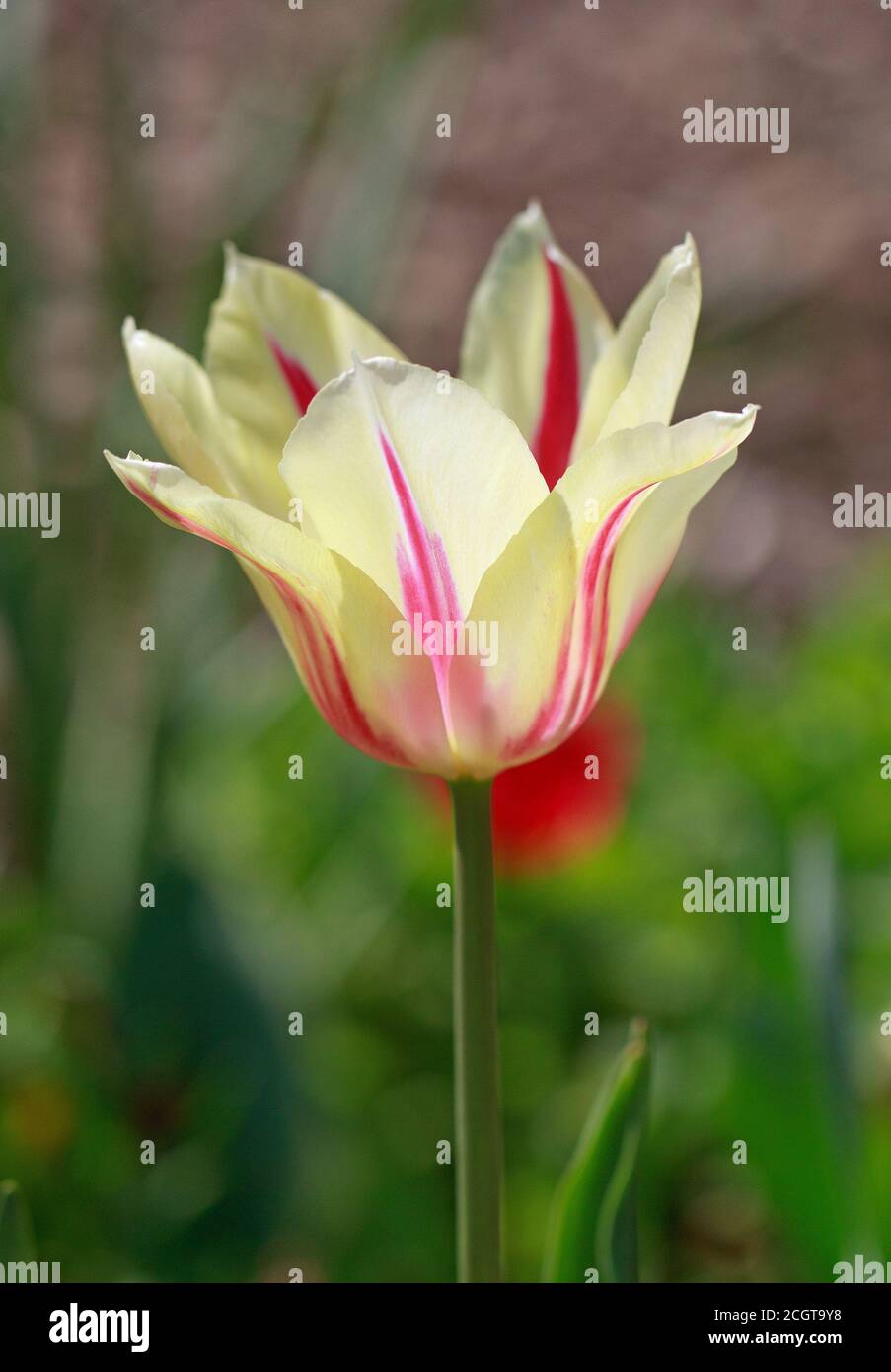 Tulipano monocolore color crema con una sottile striscia rossa contro uno sfondo giardino sfocato Foto Stock