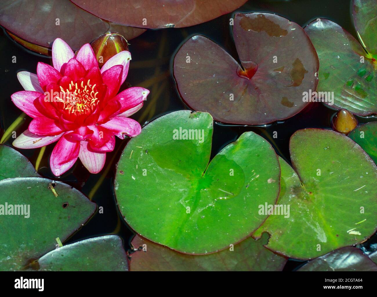 Bella acqua rosa giglio circondato da verde giglio pastiglie Foto Stock