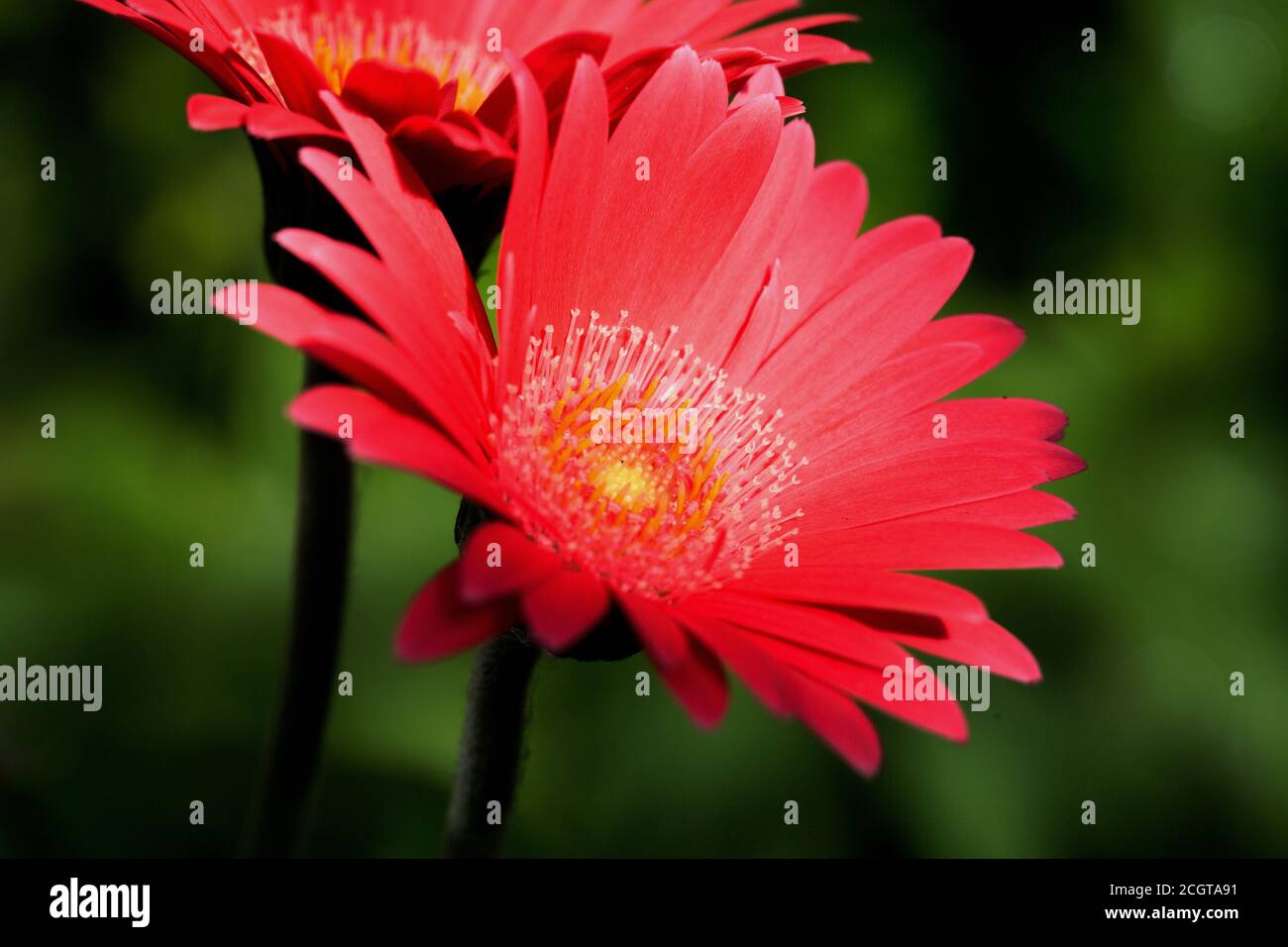 Vibrant Gerbera Rosso Fiore in piena fioritura con buon dettaglio di resistenza Foto Stock