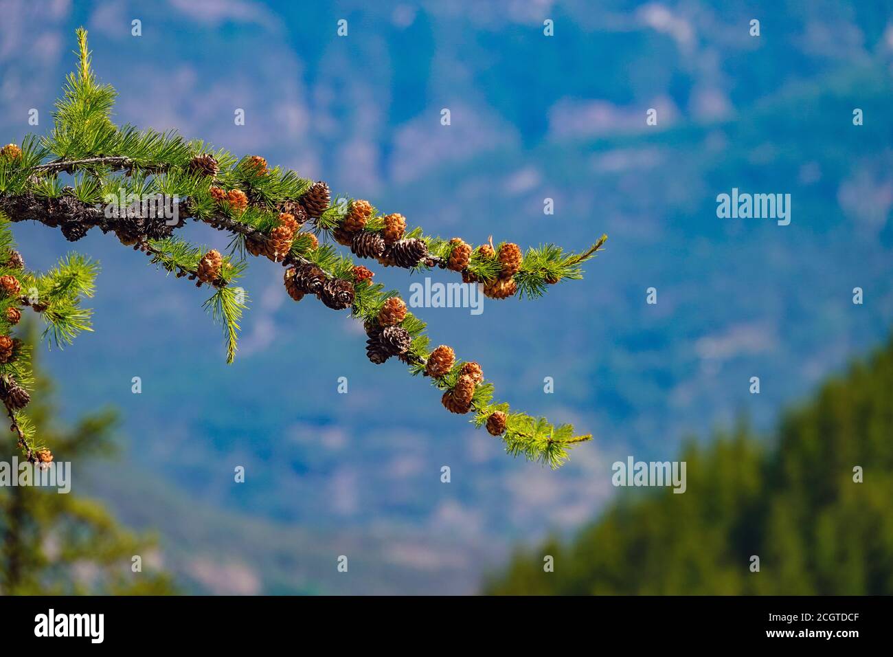 Coni di abete sul ramo del fuoco albero Puy-Saint-Vincent, stazione sciistica, in estate, Parco Nazionale della Vanoise, Ecrins, Francia Foto Stock