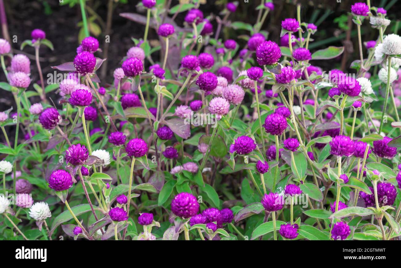 Fiori viola e rosa Globe amaranto o Gomphrena globosa. Foto Stock