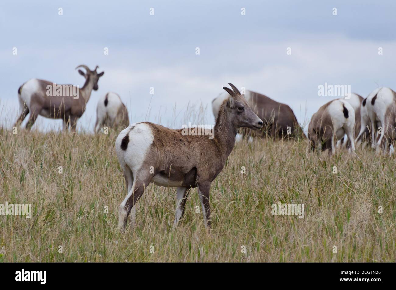 Mandrie di pecore di Bighorn e loro giovani nel Badlands National Park, South Dakota, USA Foto Stock