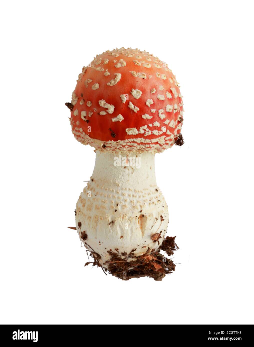 Fungo fly agaric (Amanita muscaria) isolato su uno sfondo bianco, fuoco selettivo Foto Stock