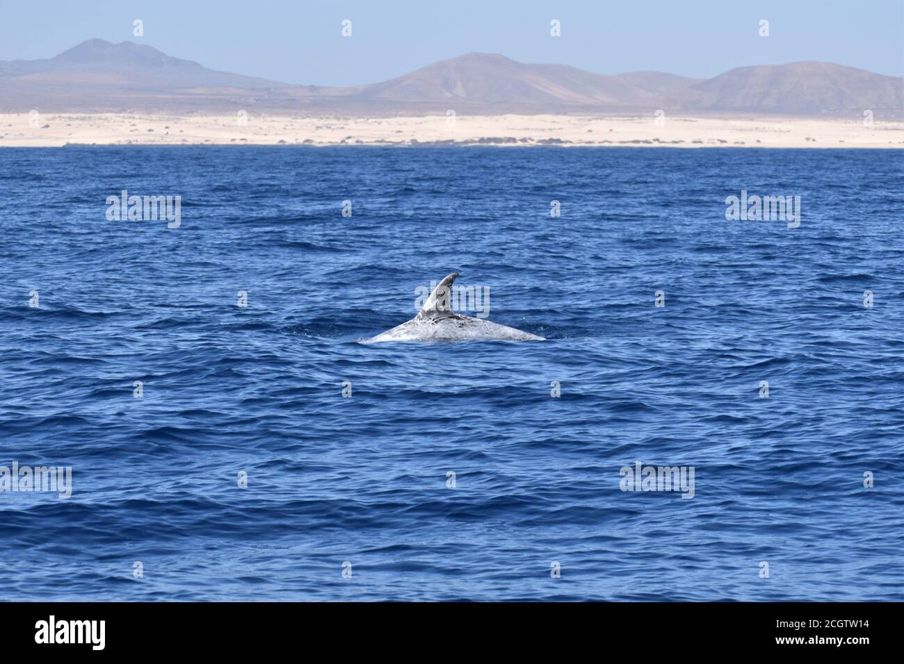 Delfino di Risso (Grampus griseus) vicino a Fuerteventura, Isole Canarie, marzo 2020 Foto Stock
