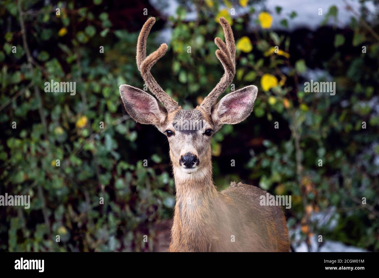 Mule Deer buck (Odocoileus hemionus) con corna di velluto in Colorado Foto Stock