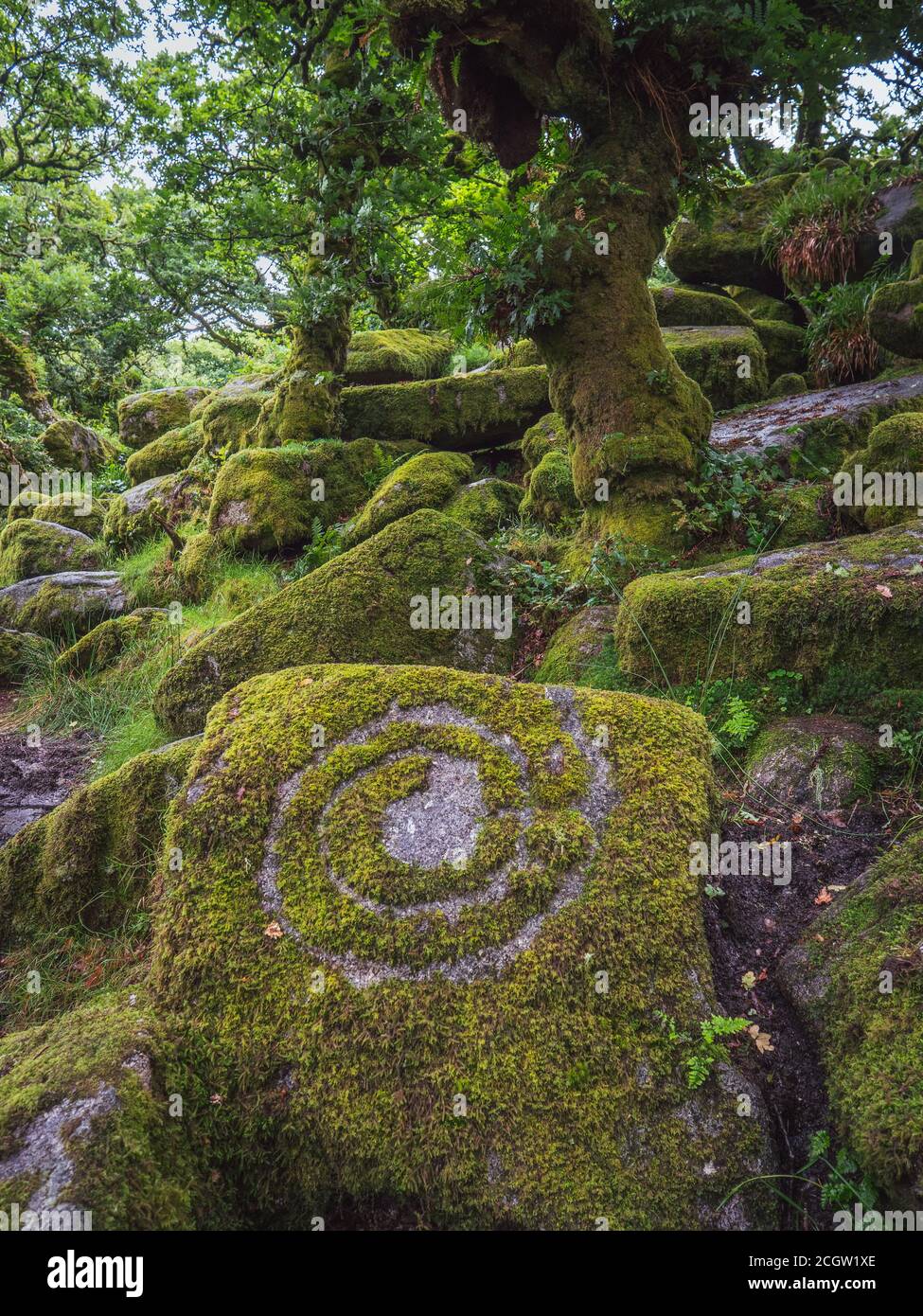 Alberi di querce nane intrecciate e gnarate che crescono tra le rocce in un bosco di muschio Foto Stock