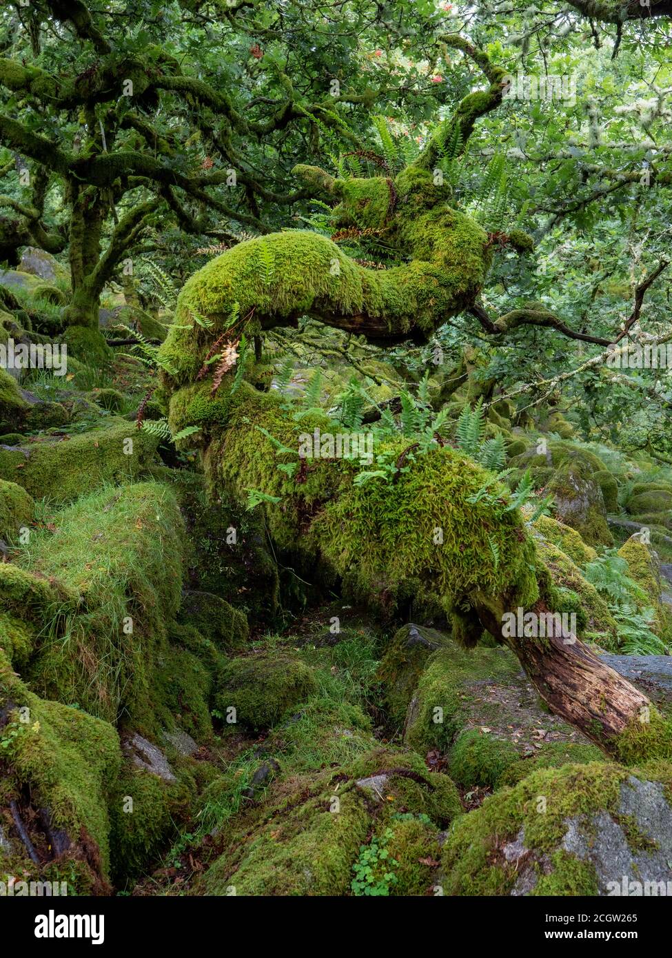 Alberi di querce nane intrecciate e gnarate che crescono tra le rocce in un bosco di muschio Foto Stock