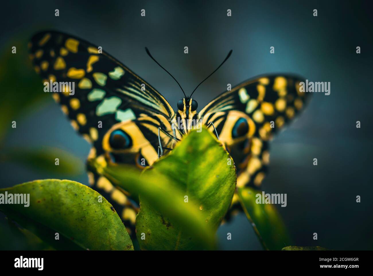 Wild lemon tree immagini e fotografie stock ad alta risoluzione - Alamy