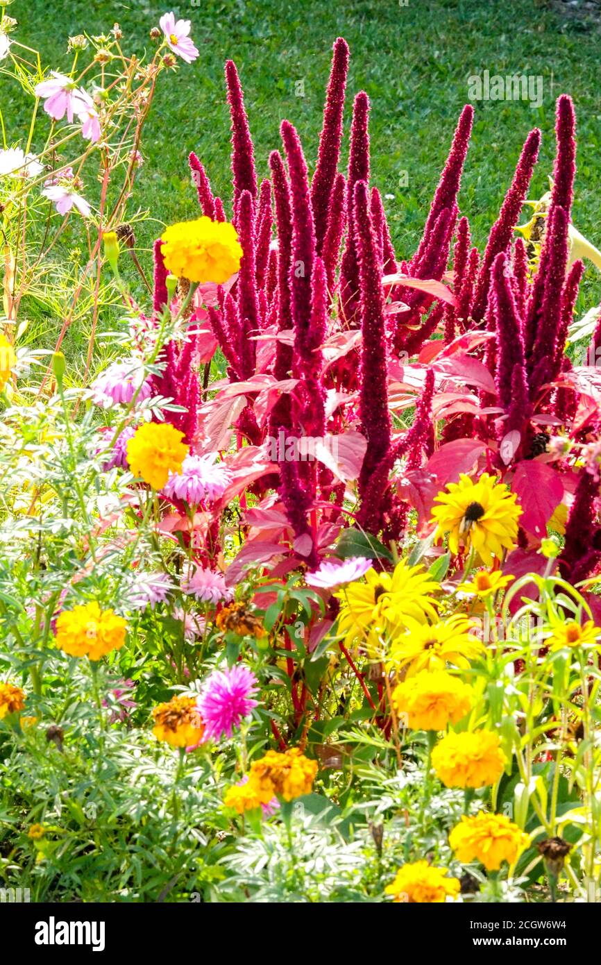 Settembre Herbaceous Border color estate Fiori in aiuola Rosso Amaranto colorato letto misto Blooming Amaranthus cruentus fioritura Foto Stock