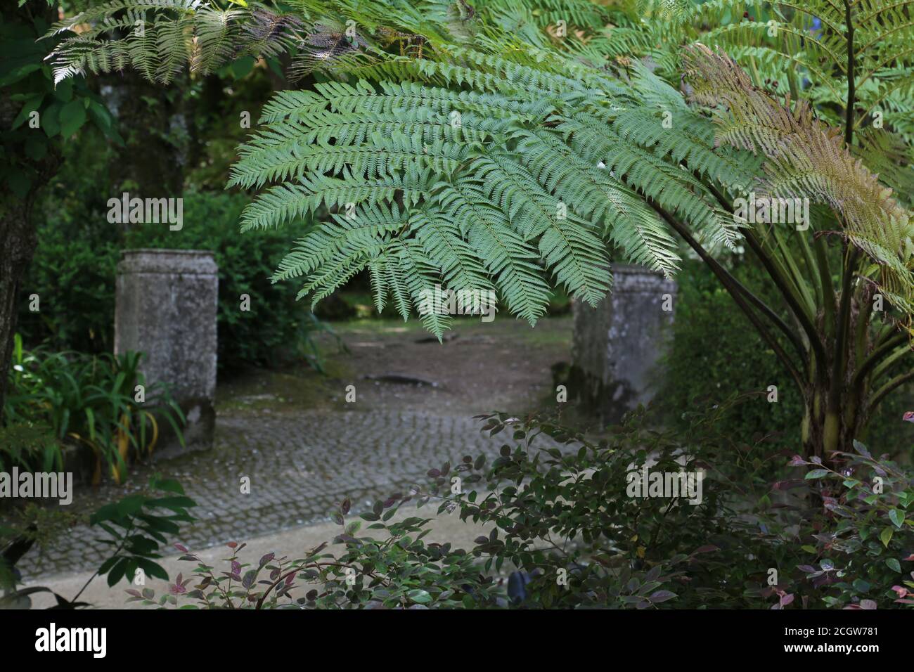 Ramo di albero di Fern con foglie in un parco vuoto in Sintra Portogallo Foto Stock