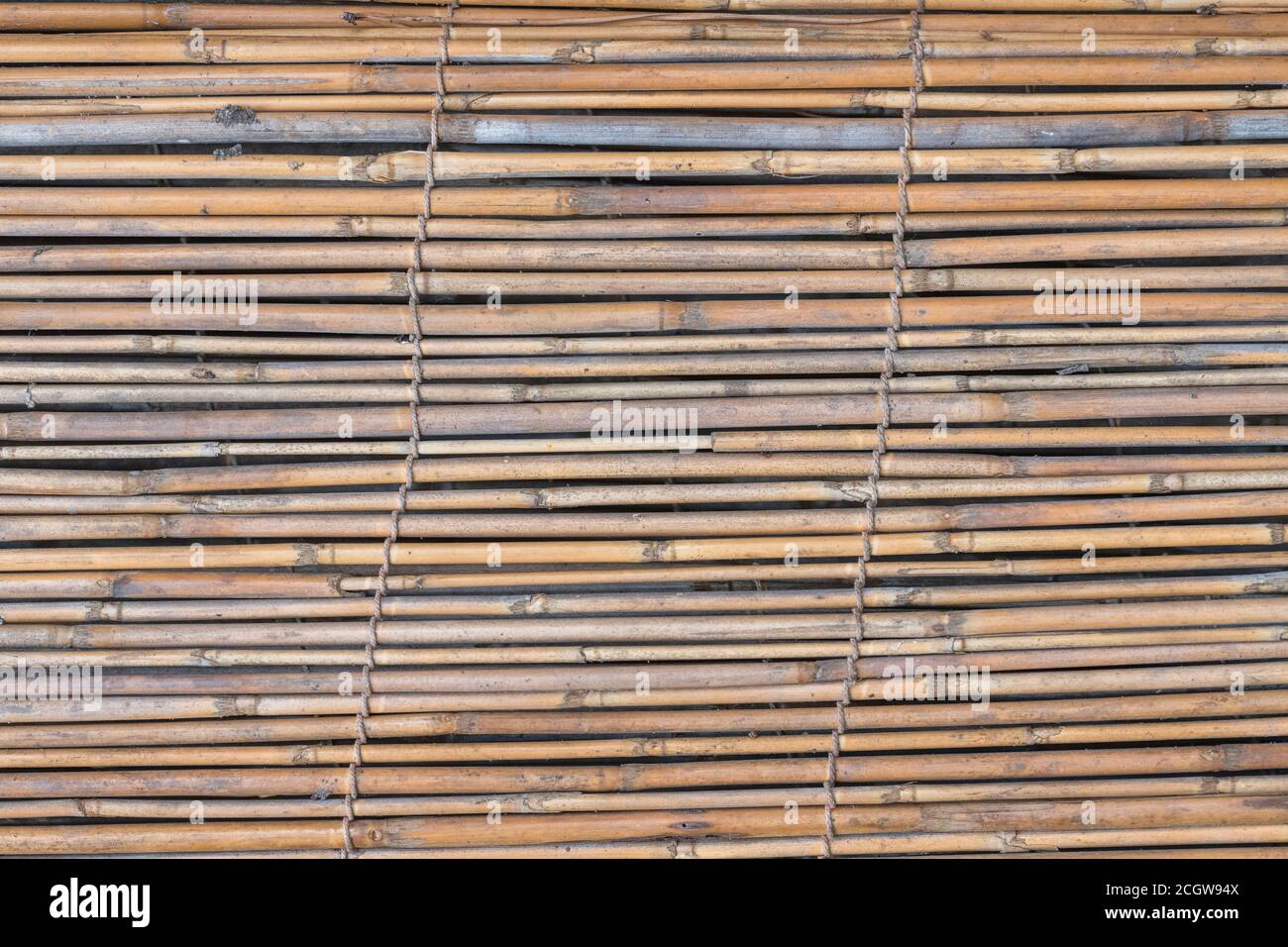 Sezione piana di schermatura naturale del giardino di canne, che mostra tracce di decadimento precoce delle canne. Piacevole sfondo di texture naturale o metafora per il giardinaggio. Foto Stock