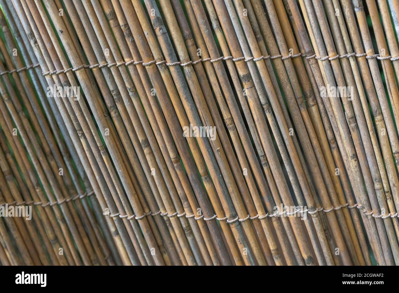 Sezione verticale della schermatura naturale del giardino di canna, che mostra le tracce di decadimento precoce di canna. Piacevole sfondo di texture naturale o metafora per il giardinaggio. Foto Stock