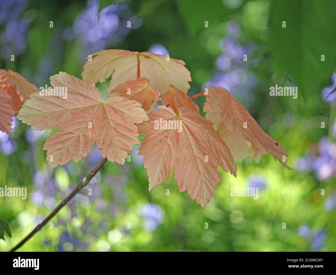 Tonalità rosa rossastra delle nuove foglie di Sycamore (Acer pseudoplatanus) In contrasto con Bluebells (Hyacinthoides non-scripta) Cumbria Inghilterra Regno Unito Foto Stock