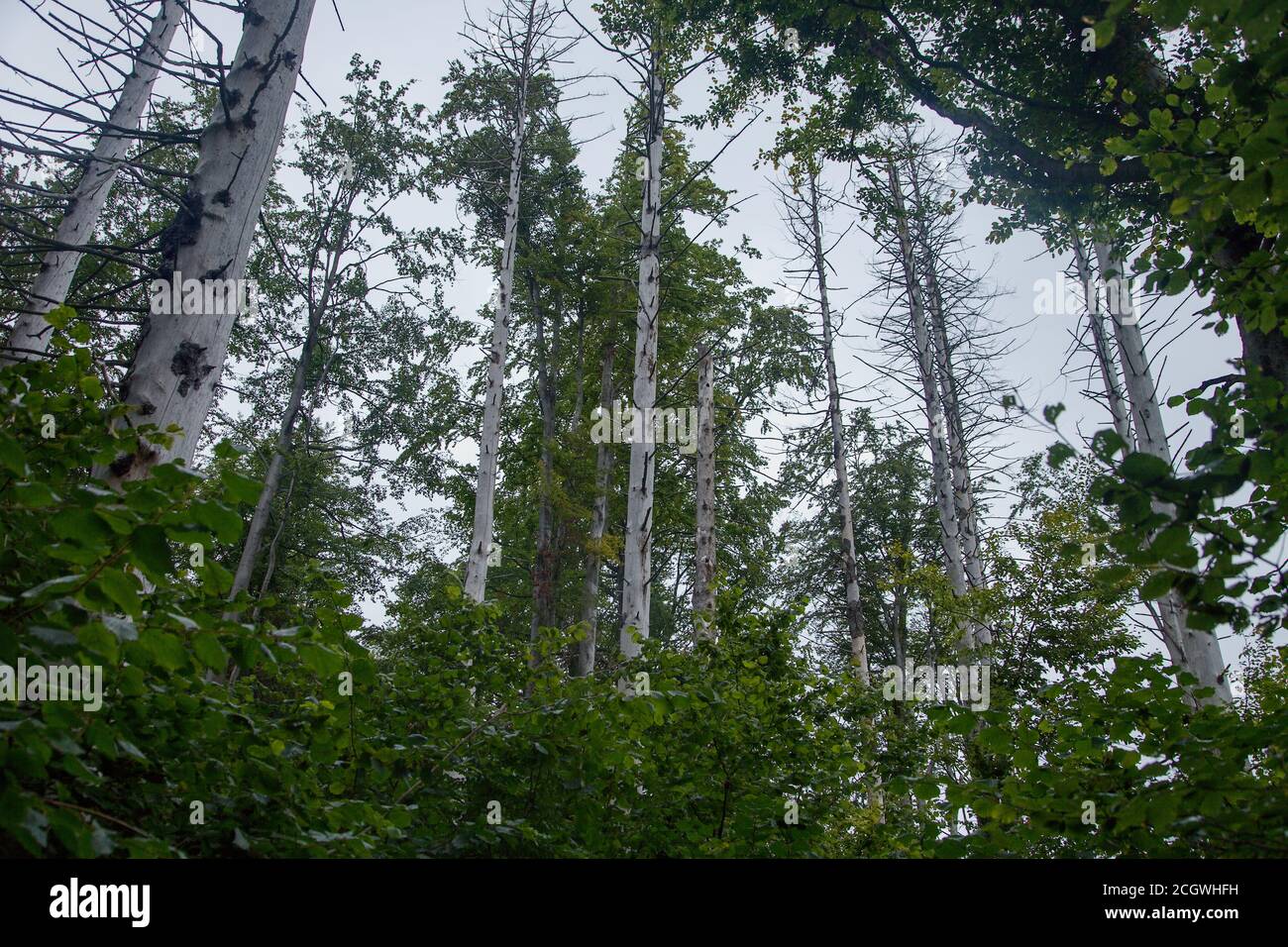 Alberi morti di abete rosso nella sella in montagna, Slovacchia Foto Stock