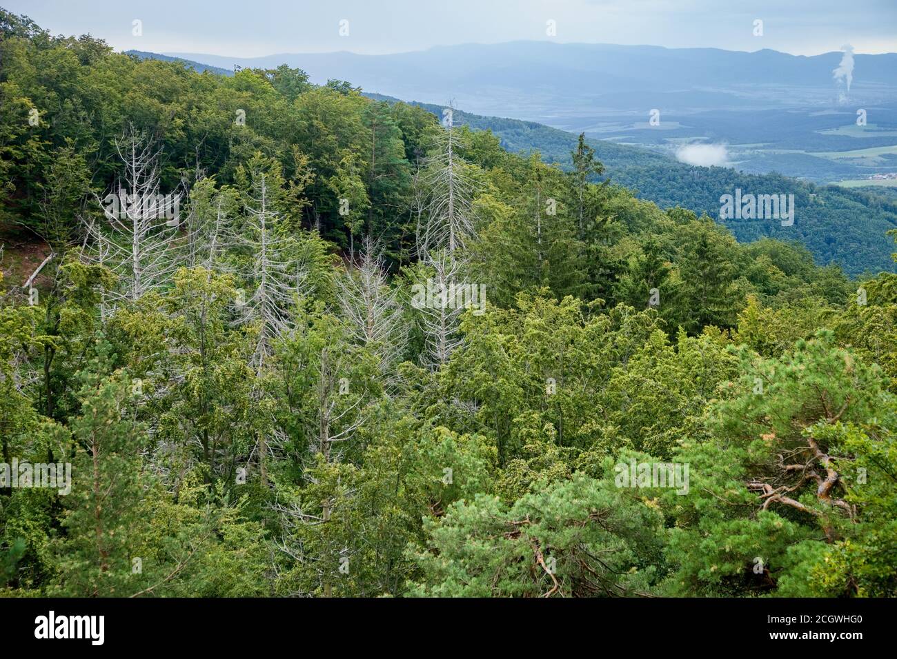 Alberi morti di abete rosso nella foresta decidua, piano di energia a carbone nella valle, Slovacchia Foto Stock