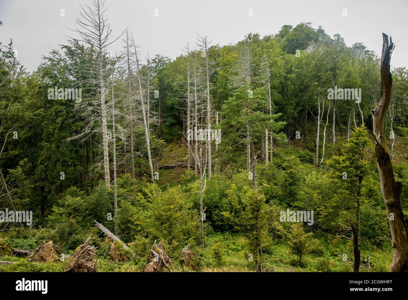 Alberi morti di abete rosso nella sella di montagna sotto la roccia di Temeš, Slovacchia Foto Stock