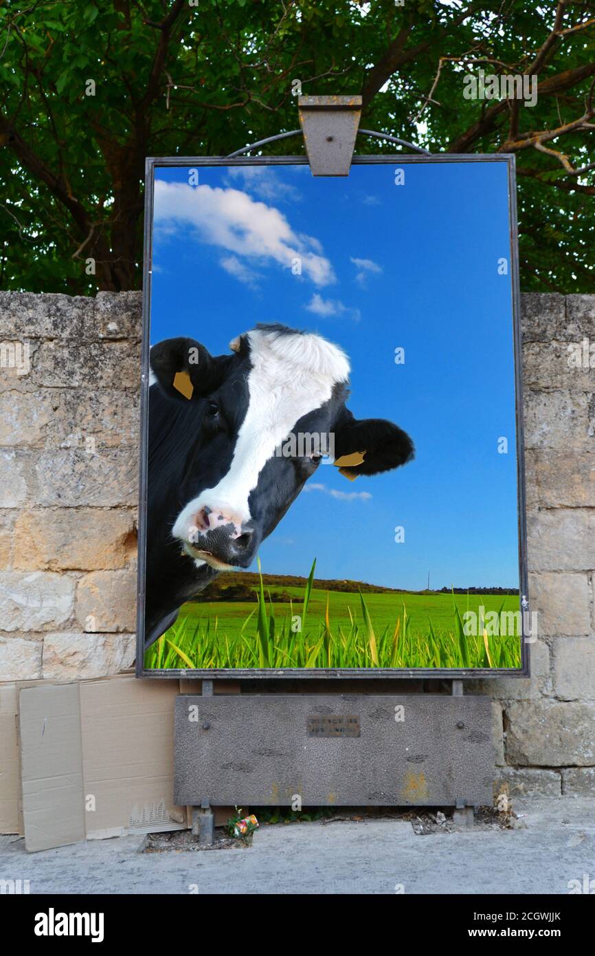 Nota bordo per poster posting.Cow guardare con uno sfondo di una prateria verde e un cielo blu Foto Stock