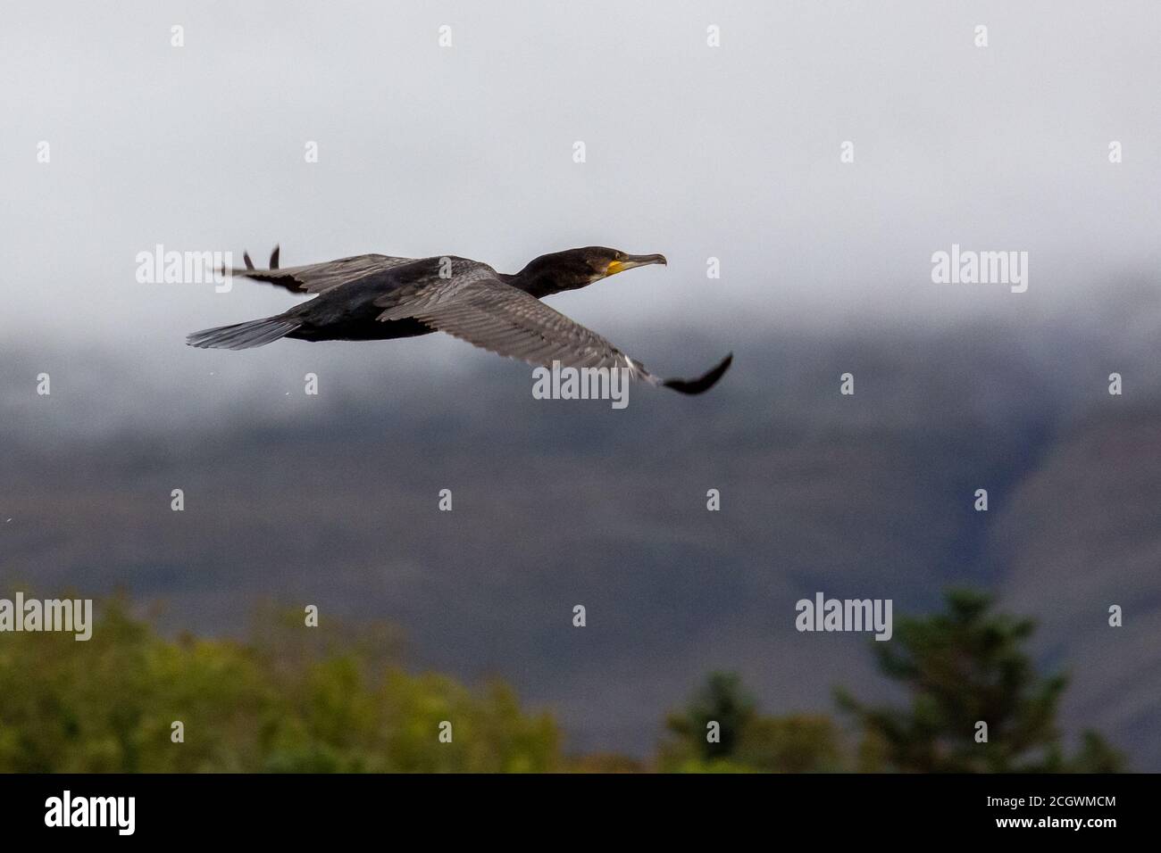 Cormorano in volo Foto Stock