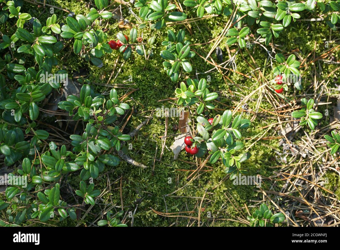 Pavimento forestale con cespugli di mirtillo, frutti rossi di bacca (vaccinium vitis-idaea) e muschio. Vista aerea. Texture, sfondo naturale. Foto Stock