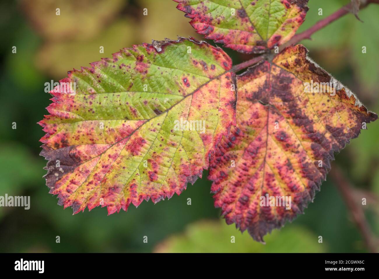 Primo piano di una foglia di Bramble colorata vividamente con quella che probabilmente è la ruggine violetta di bramble causata dal fungo violaceo di Phragmidium. Malattia di pianta. Foto Stock