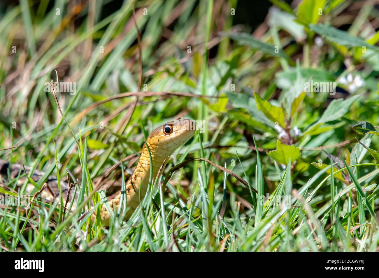 Un primo piano di un piccolo serpente giallo nell'erba. Vista in primo piano della testa. Giorno di sole luminoso. Foto Stock