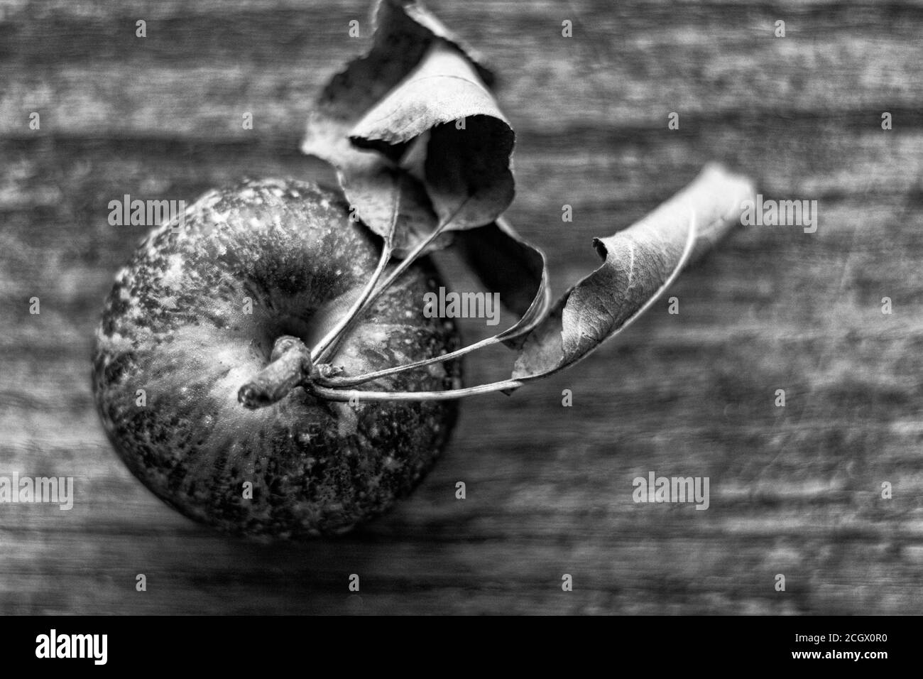 Una mela biologica, di primo piano con foglie di avvizzimento (Malus domestica) si vede direttamente dall'alto, su un vecchio tavolo di legno Foto Stock Una mela biologica, di primo piano con foglie di avvizzimento (Malus domestica) si vede direttamente dall'alto, su un vecchio tavolo di legno Foto Stock