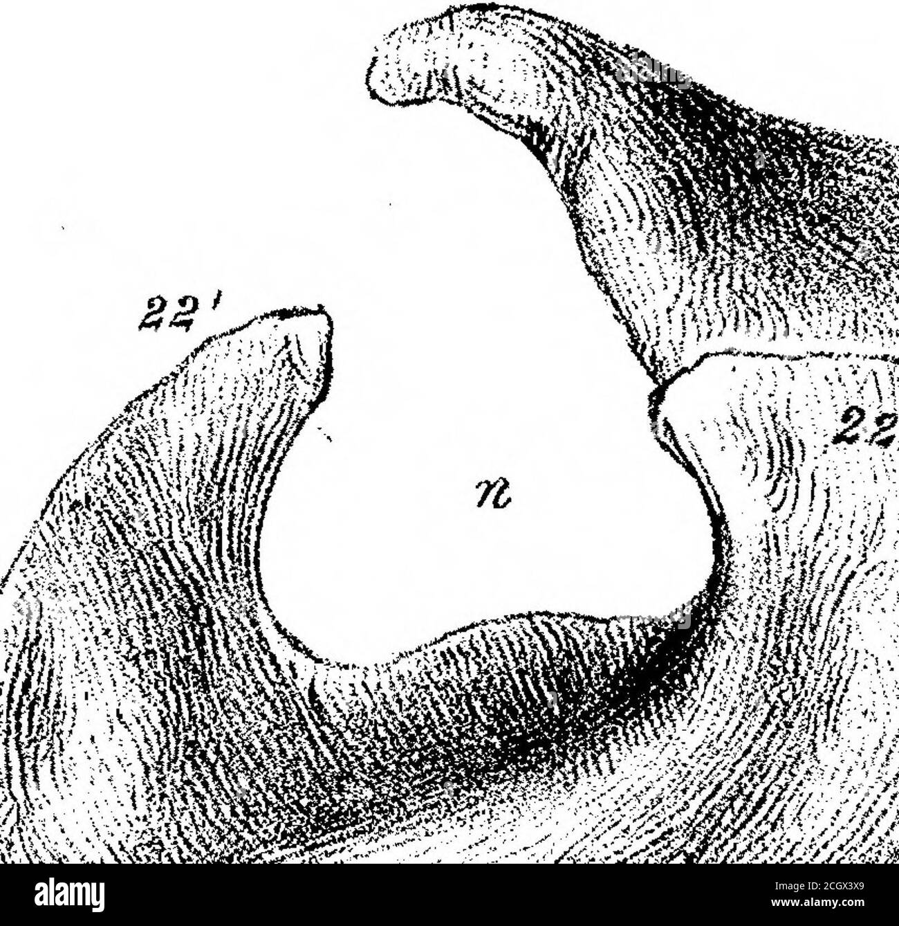 . Sui mammiferi fossili dell'Australia. Parte III. Diprotodon australis, Owen. Eft humerus.Fig. 2. Vista frontale dell'omero sinistro.Fig. 3, estremità prossimale dell'omero sinistro. Fig. 4. Estremità distale dell'omero sinistro. Fig. 5. Vista laterale interna del terzo distale di un omero destro. Un terzo delle dimensioni nat. 578 PEOEESSOE OWEN SUI MAMMIFERI EOSSIL OE AUSTEALIA. PIASTRA XVII. Fig. 1. Vista sotto o semale del bacino Fig. 2. Vista superiore o neurale del sacro e della metà destra del bacino. Fig. 3. Vista frontale del sacrum. Fig. 4. Cavità acetabolare. [Vedere Admeasurements nel testo per la scala di riduzione. PIASTRA XLVIII, Fig. 1. Foto Stock