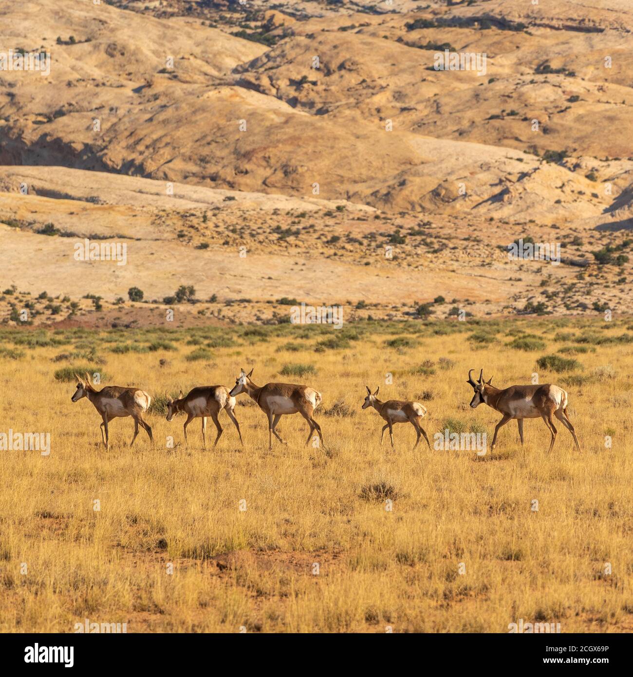 Mandria di Pronghorn Antelope, Antarocapra americana, Goblin Valley state Park, San Rafael Desert, Emery, Utah, USA Foto Stock