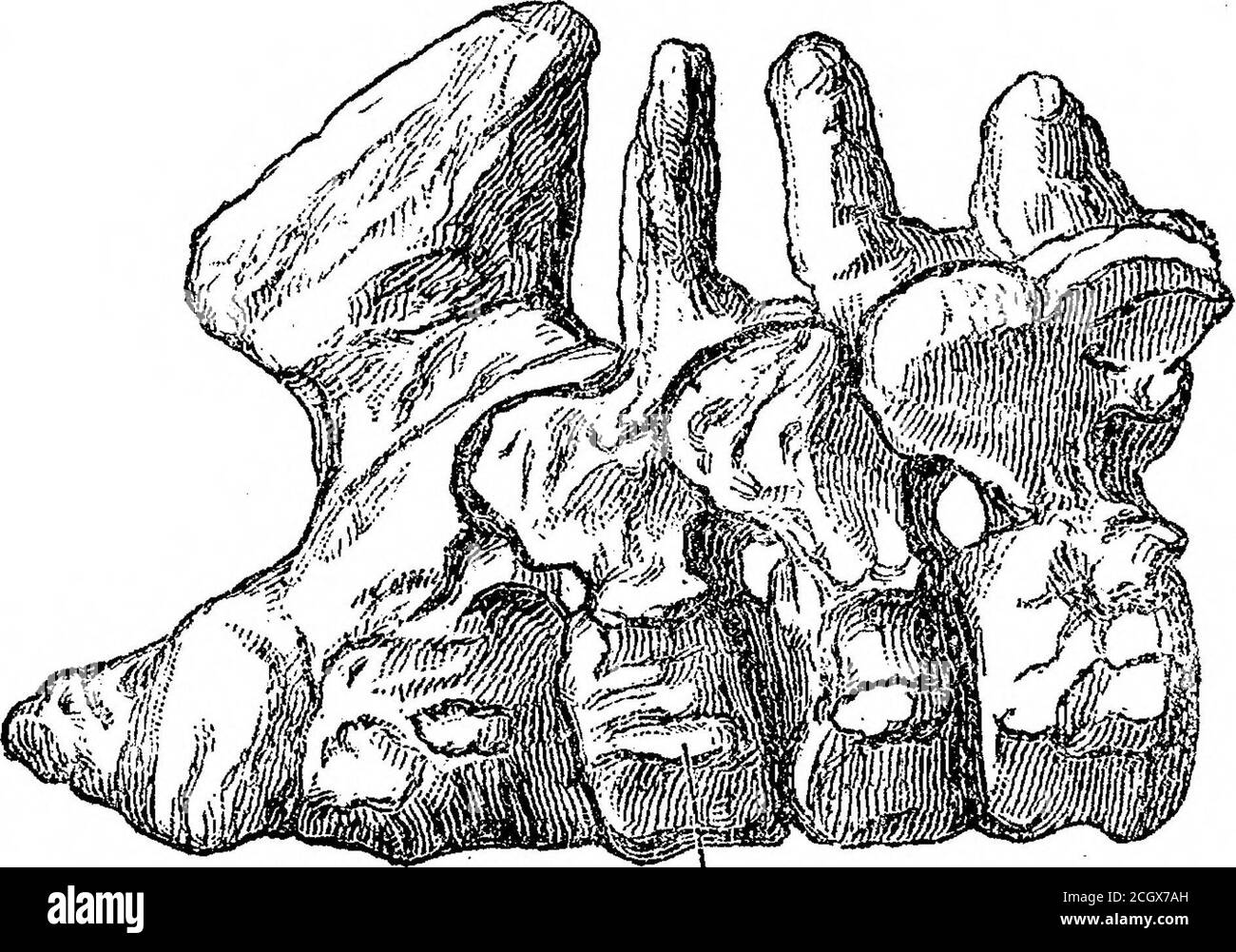 . Sui mammiferi fossili dell'Australia. Parte III. Diprotodon australis, Owen. E è stato più corto che nella quarta vertebra*. Il centro e il canale neurale sono aumentati, chiefiytrasversalmente; c'è un aumento molto piccolo di lunghezza. La parapofisi ha guadagnato in estensione verticale. Nella serie di vertebre mutilate appartenenti a tomr. Boyds campione di Biprotodon sono due dorsali (piastra XLIV. figg. 5-8). Mostrano le impressioni per l'articolazione libera delle costole prima di g,,,^^ ^, ^^^^ ^^^^^^^^ (^^ J^^^^^^^^^^^^^^^ e dietro (ib. fichi). Q&cl^pl^pl e sono notevoli dimensioni nat; Biprotodon, per la re Foto Stock