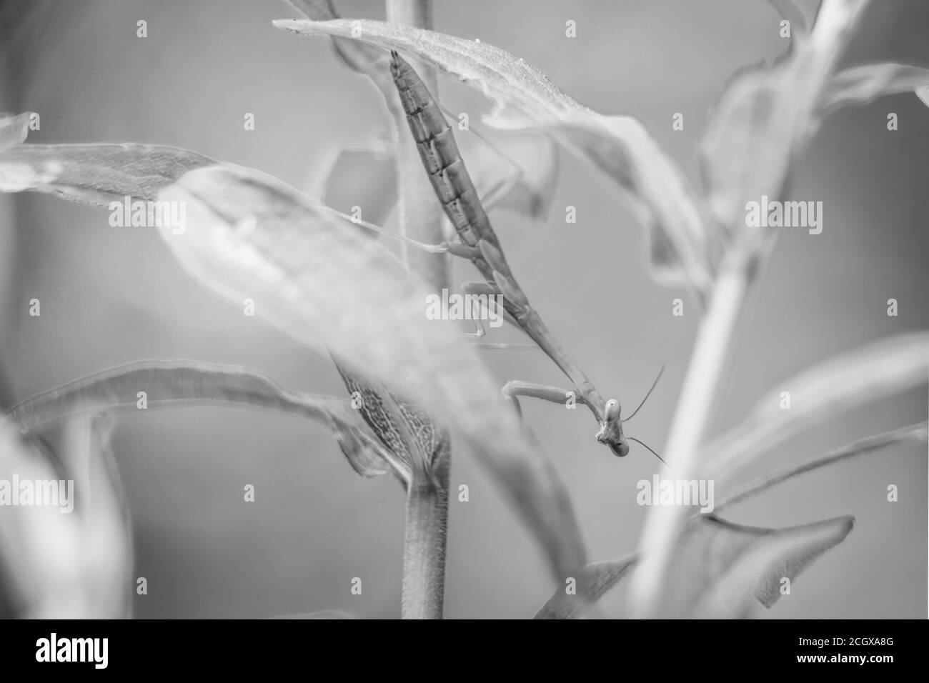 Bianco e nero di una Carolina Mantis che si riparte. Raleigh, Carolina del Nord. Foto Stock