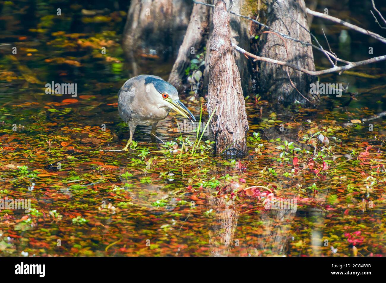 Airone notturno incoronato di nero (nycticorax nycticorax) con preda nel suo becco. Big Cypress National Preserve. Florida. STATI UNITI Foto Stock