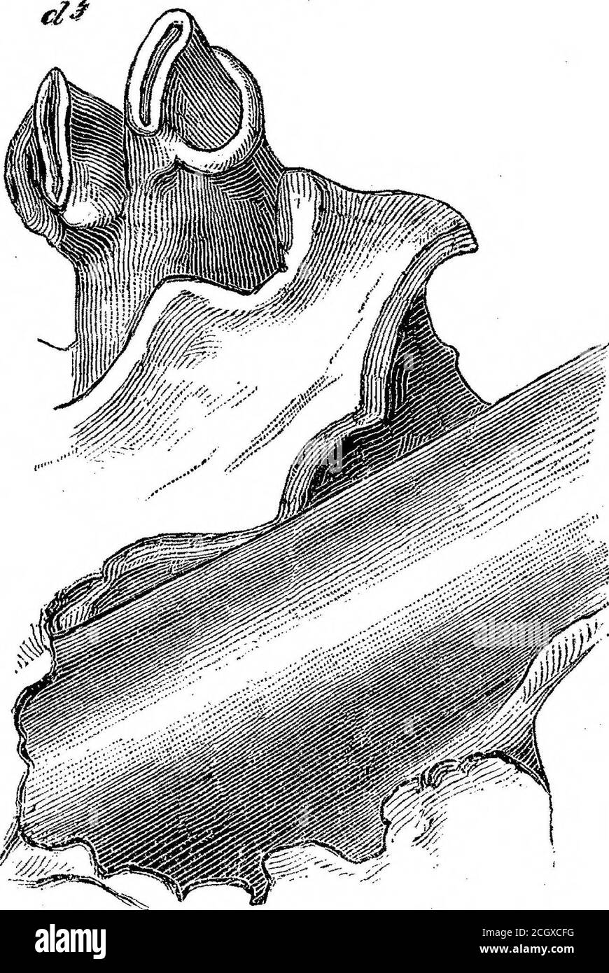 . Sui mammiferi fossili dell'Australia. Parte III. Diprotodon australis, Owen. E di dente. L'estensione longitudinale della presa è di 9 linee, quella della fossa posteriore o divisione è di 3^ linee, quella anteriore di 2^ linee, e quella della barra di interposizione è di 2^ linee in corrispondenza della sua parte prominente. Nella ganascia più giovane il secondo molare (piastra XLI. figg. 1 & 2, d 4) ha entrambi i lobi della corona circa la metà usurata; l'estensione avanti e indietro della corona, comprese le creste basali anteriore e posteriore, è di 1 pollice 6 linee. La cresta basale anteriore è addensata alla sua parte esterna, e qui lo smalto è stato indossato ofi* Foto Stock