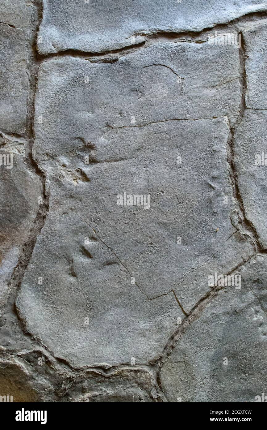 Mammendorf, Germania. 19 agosto 2020. Le impronte di un piccolo rettile in una lastra di pietra. Le tracce erano state pressate nel terreno argilloso dall'animale circa 240 milioni di anni fa. Gli scienziati sono stati regolarmente alla ricerca di tracce di dinosauri negli slagheap della cava dal 2016. (A dpa 'i ricercatori trovano sempre più tracce di dinosauro nella cava di Mammendorf') Credit: Klaus-Dietmar Gabbert/dpa-Zentralbild/dpa/Alamy Live News Foto Stock