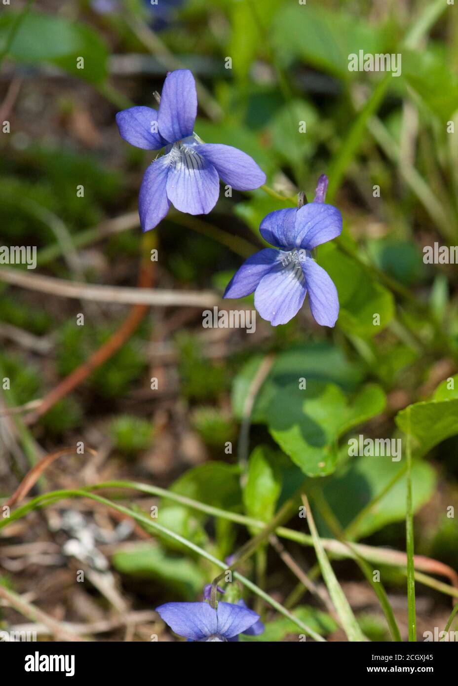 I primi violetti blu (Viola adunca) nella Willamette National Forest dell'Oregon Foto Stock