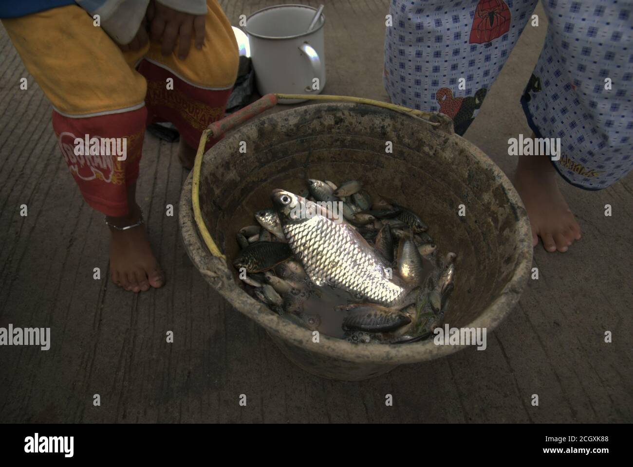 Pesci d'acqua dolce catturati con pushnet da un campo di riso allagato durante la stagione delle piogge nella reggenza di Karawang, provincia di Giava Occidentale, Indonesia. Foto Stock