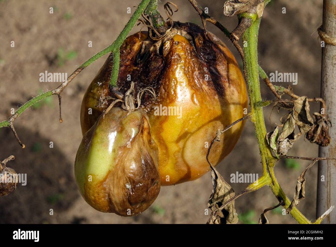 Phytophthora infestans pioppo di pomodoro pianta malsana Solanum lycopersicum Foto Stock