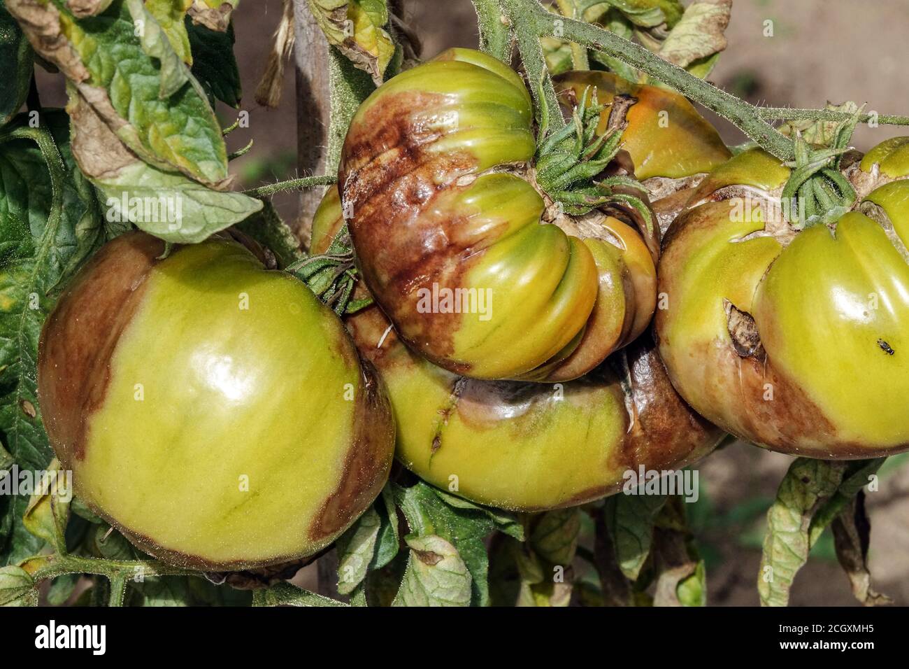 Phytophthora infestans malattie piovono pomodori macchie brune Solanum lycopersicum pianta Foto Stock